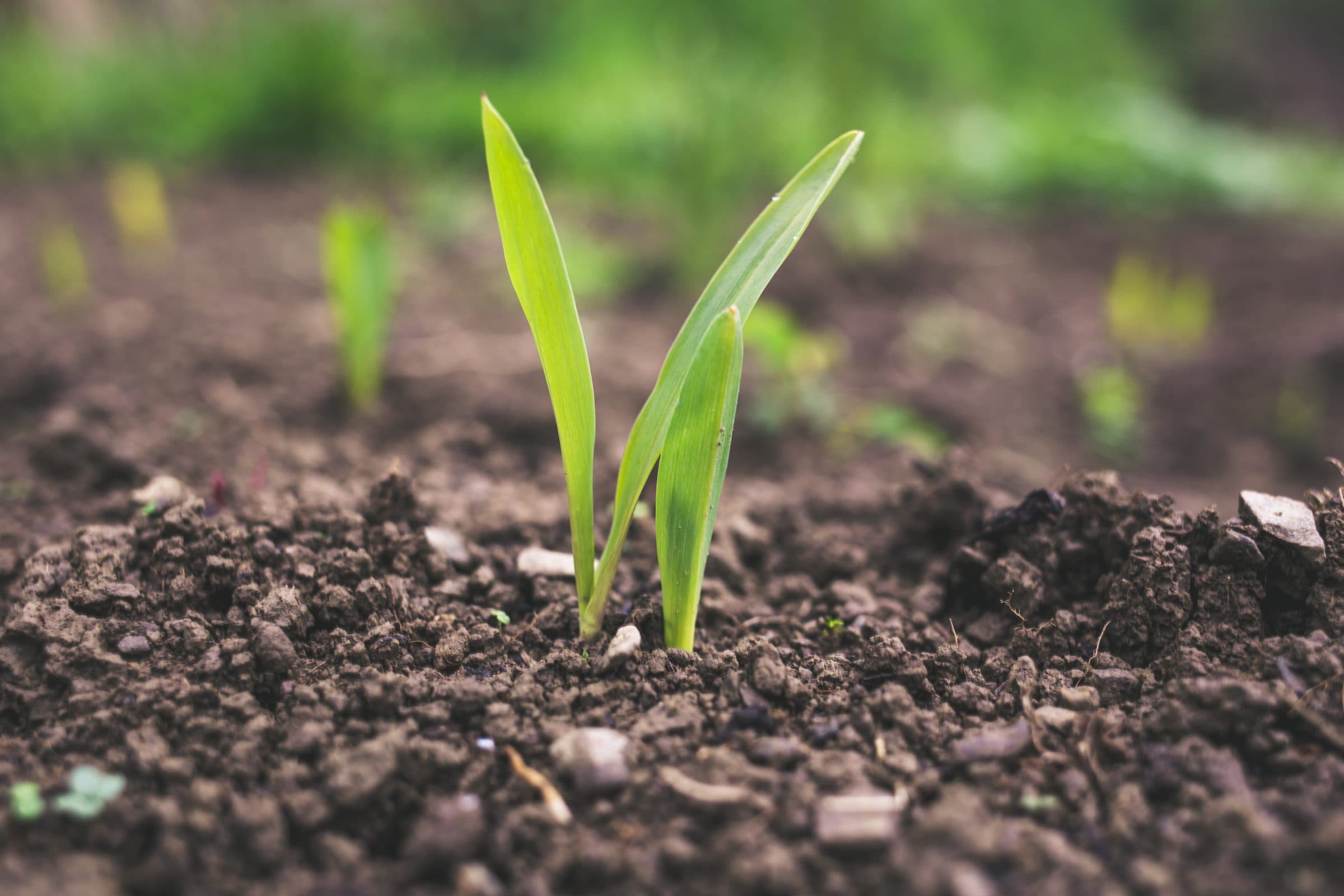 WFP Innovation Challenge 2021: Jetzt bewerben