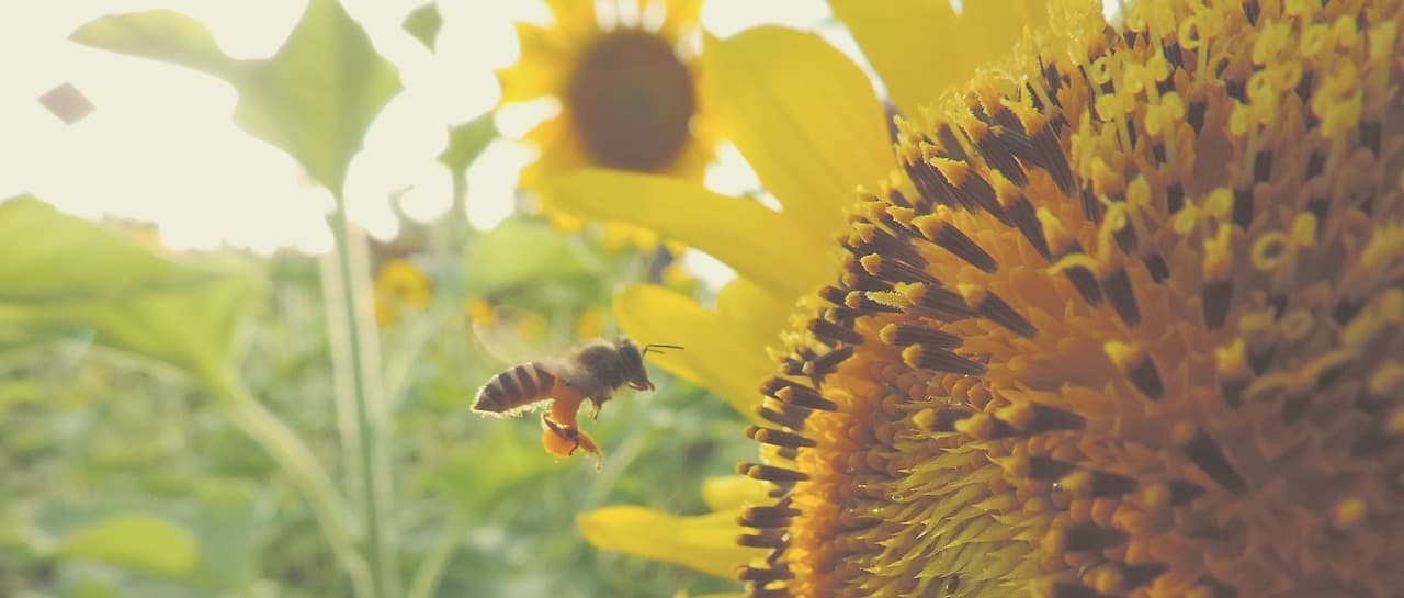 Honig-Startup nearBees gewinnt dritten Award 2017