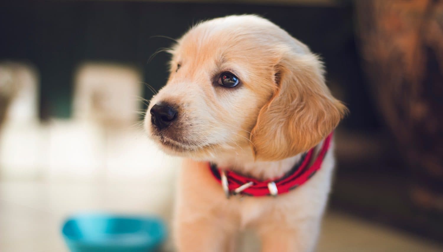 3,5 Millionen Euro für Hundefutter-Startup Vegdog