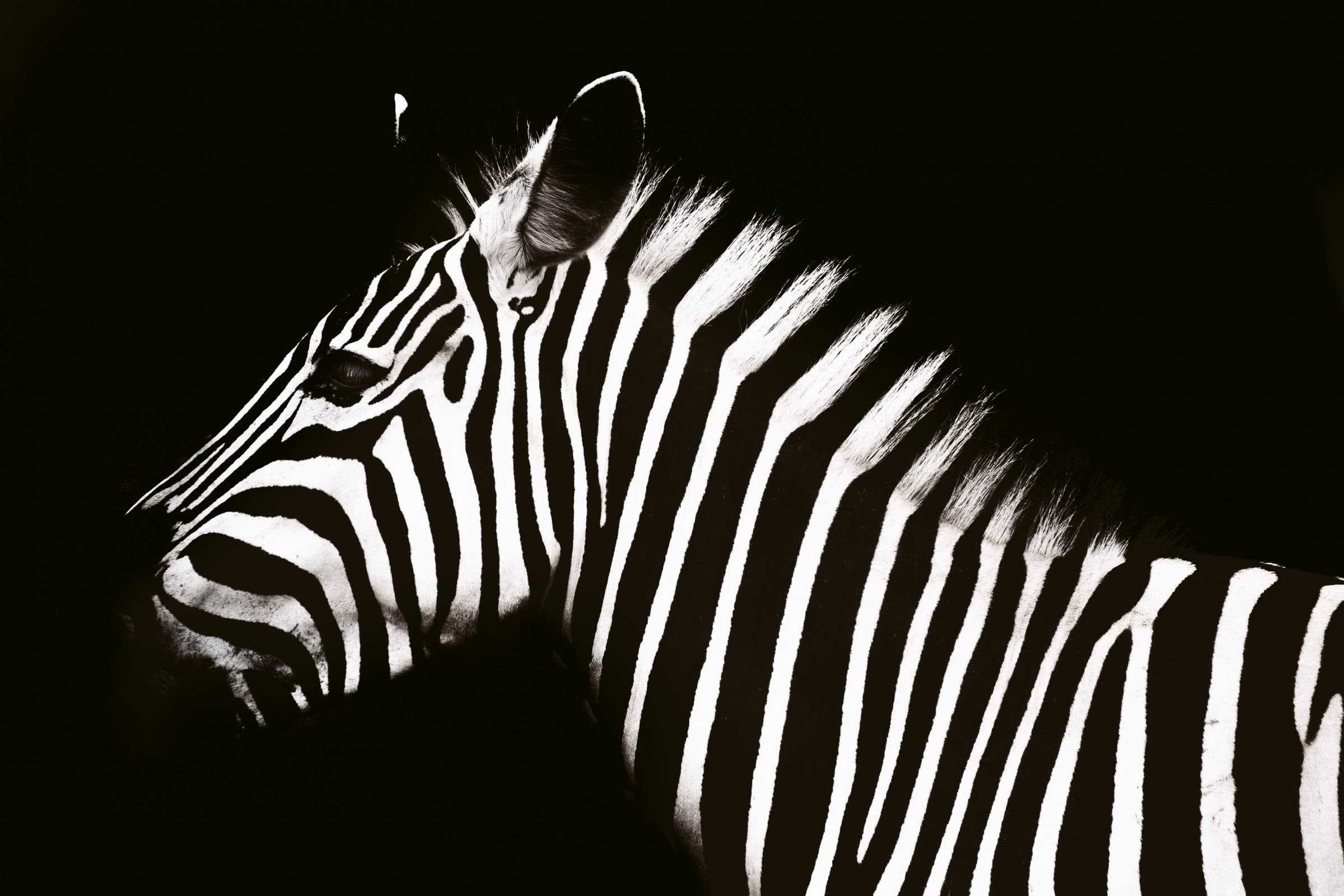 “Woran es Zebras in der Startup-Szene aktuell fehlt, ist Aufmerksamkeit” — Interview mit Heba Aguib
