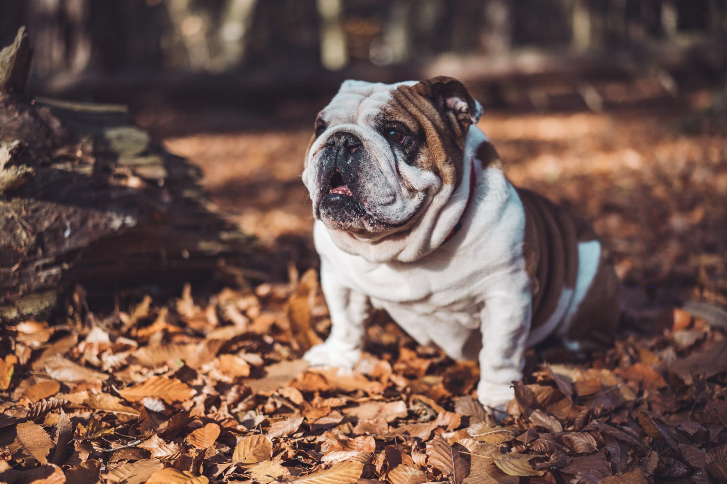 Gin-Marke Bulldog ruft Startup-Wettbewerb aus