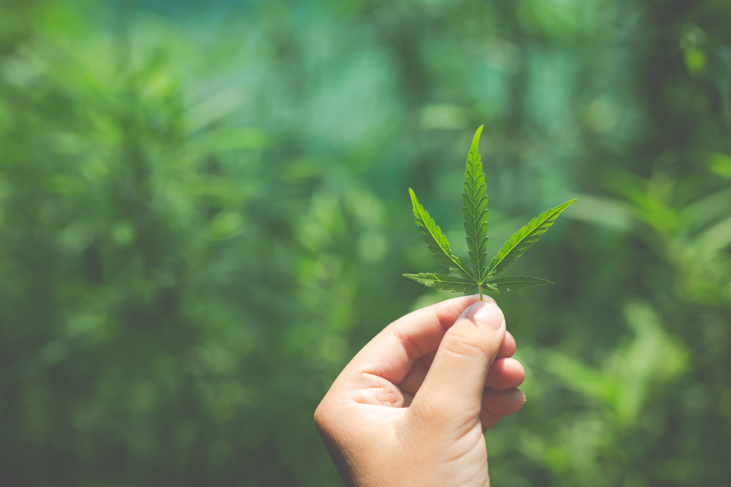 SynBiotic ordnet europäischen Cannabis-Markt neu